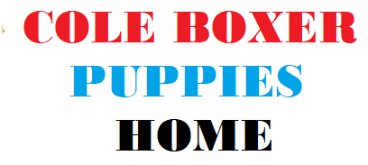 Boxer Puppies For Sale
